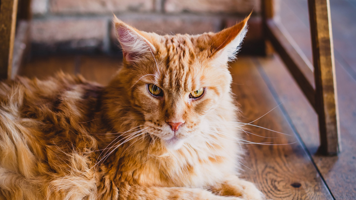 Orange Tabby Cat Lying on Floor. Wallpaper in 1366x768 Resolution