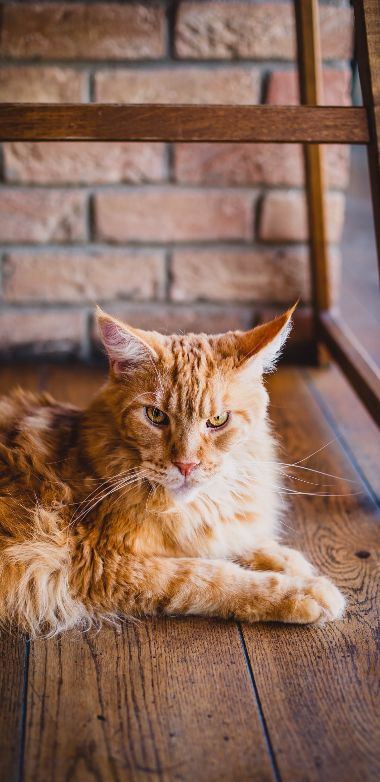 Orange Tabby Cat Lying on Floor. Wallpaper in 1440x2960 Resolution