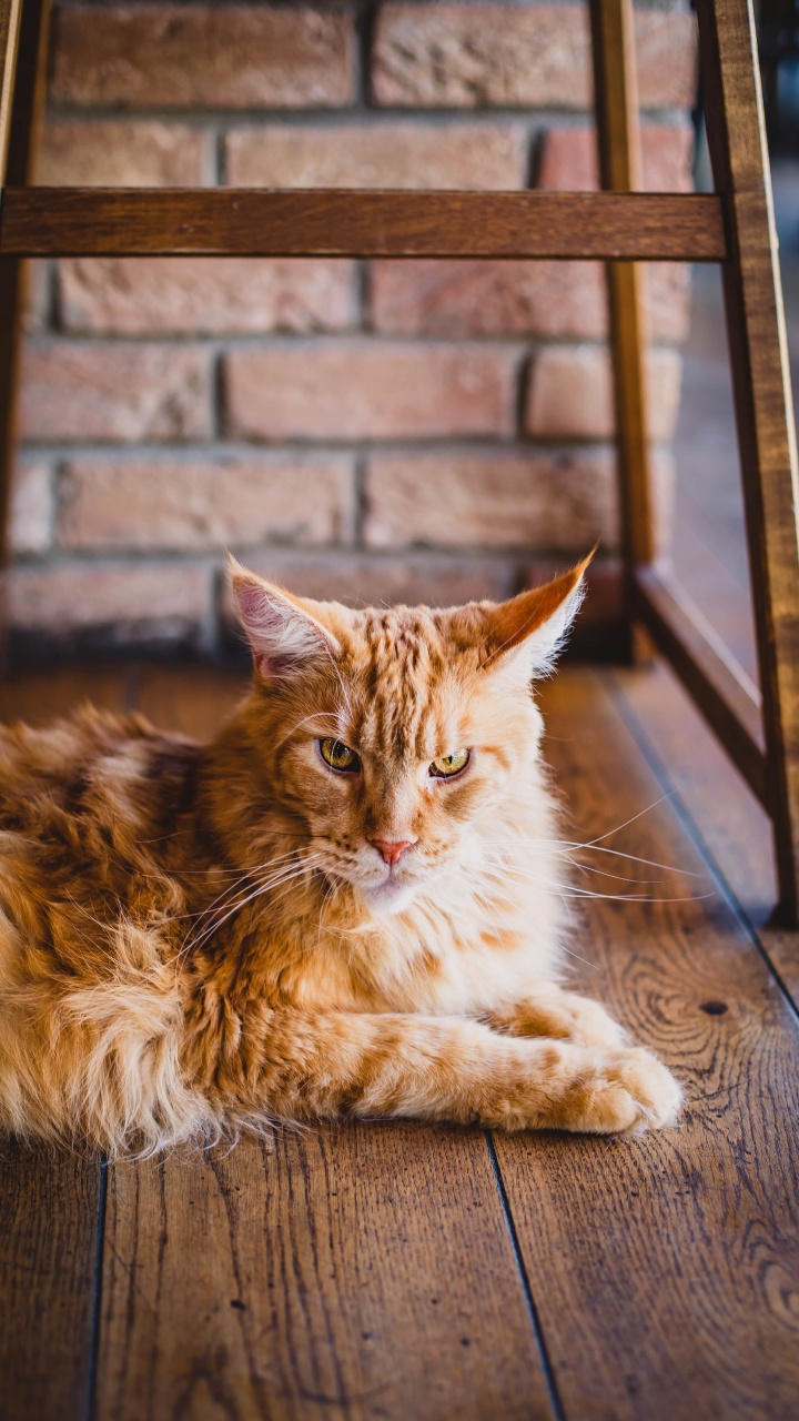 Orange Tabby Cat Lying on Floor. Wallpaper in 720x1280 Resolution