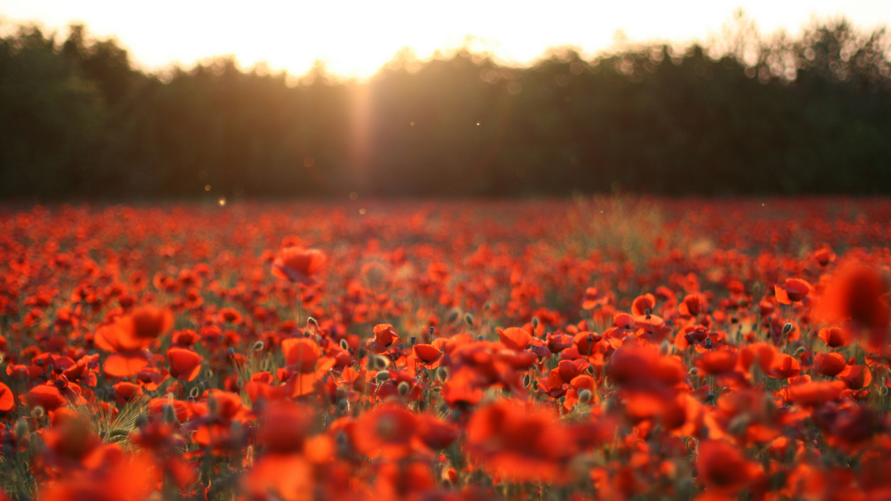 Campo de Flores Rojas Durante el Día. Wallpaper in 1280x720 Resolution