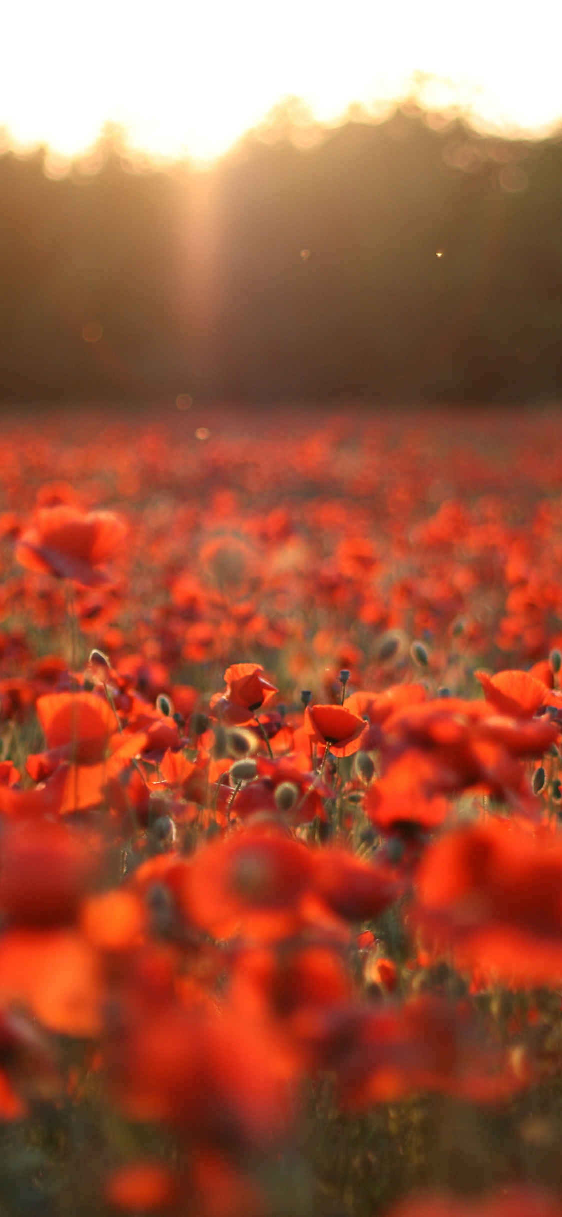 Champ de Fleurs Rouges Pendant la Journée. Wallpaper in 1125x2436 Resolution