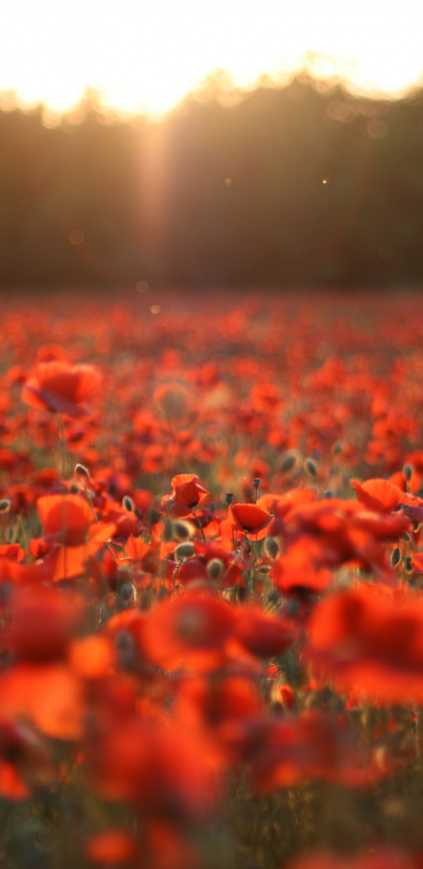Champ de Fleurs Rouges Pendant la Journée. Wallpaper in 1440x2960 Resolution