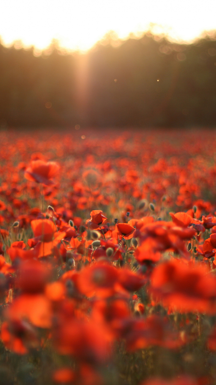 Champ de Fleurs Rouges Pendant la Journée. Wallpaper in 750x1334 Resolution
