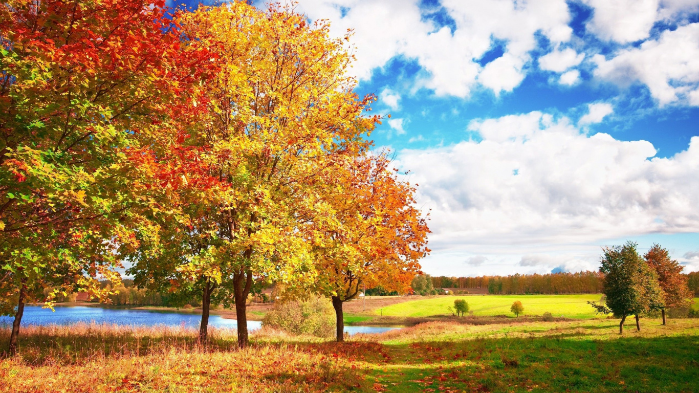Arbres Bruns et Verts Sur Terrain D'herbe Verte Sous un Ciel Nuageux Bleu et Blanc Pendant la Journée. Wallpaper in 1366x768 Resolution