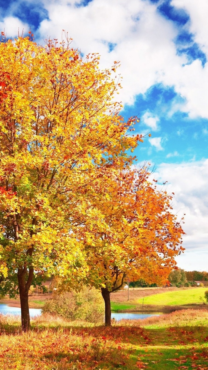 Brown and Green Trees on Green Grass Field Under Blue and White Cloudy Sky During Daytime. Wallpaper in 720x1280 Resolution