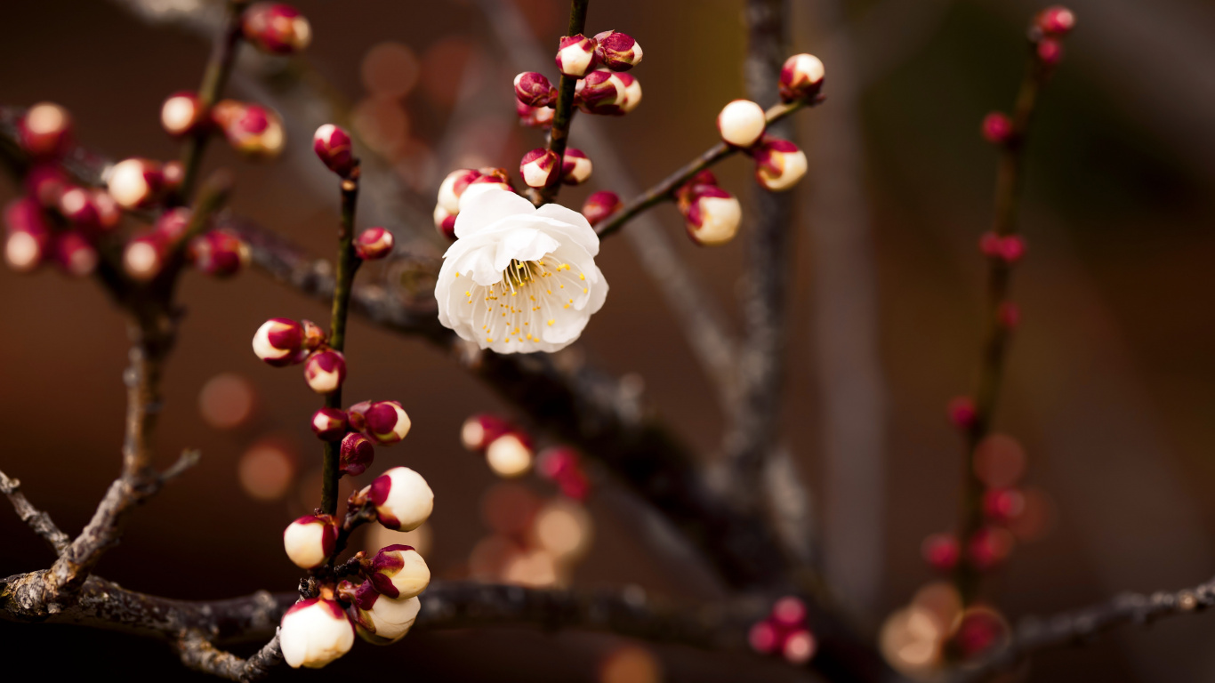 White Cherry Blossom in Close up Photography. Wallpaper in 1366x768 Resolution