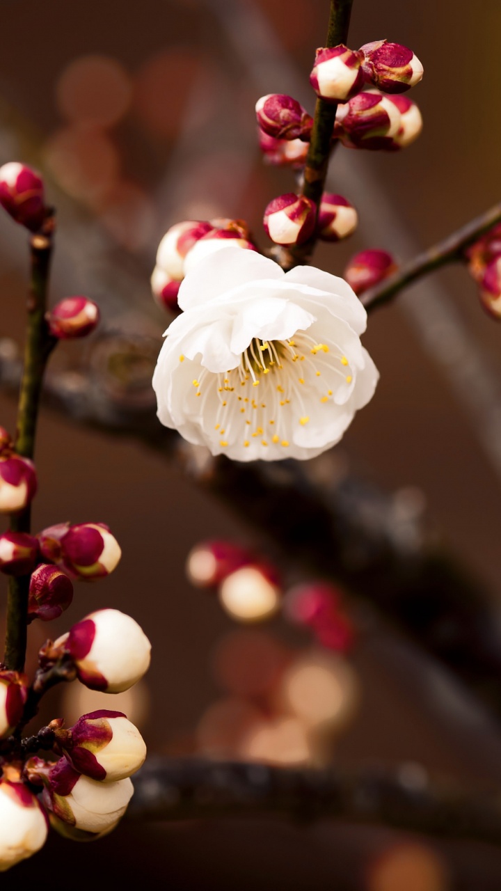 开花, 粉红色, 弹簧, 树枝, Bud 壁纸 720x1280 允许