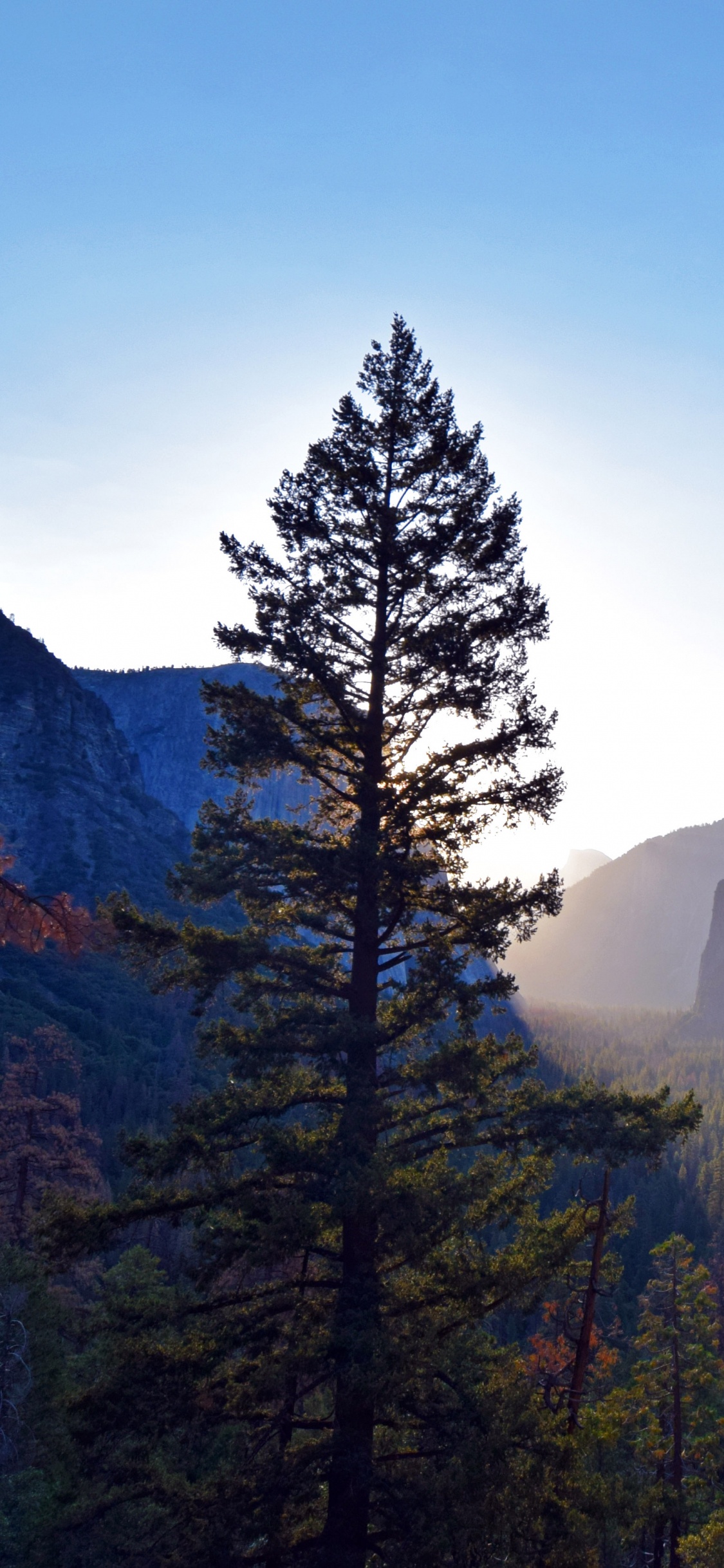 Green Pine Trees Near Mountain During Daytime. Wallpaper in 1125x2436 Resolution