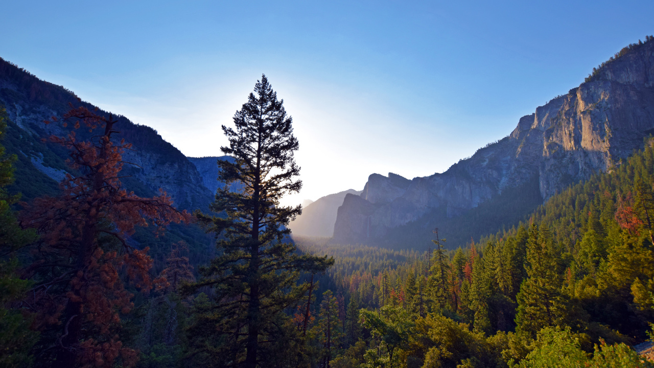 Green Pine Trees Near Mountain During Daytime. Wallpaper in 1280x720 Resolution