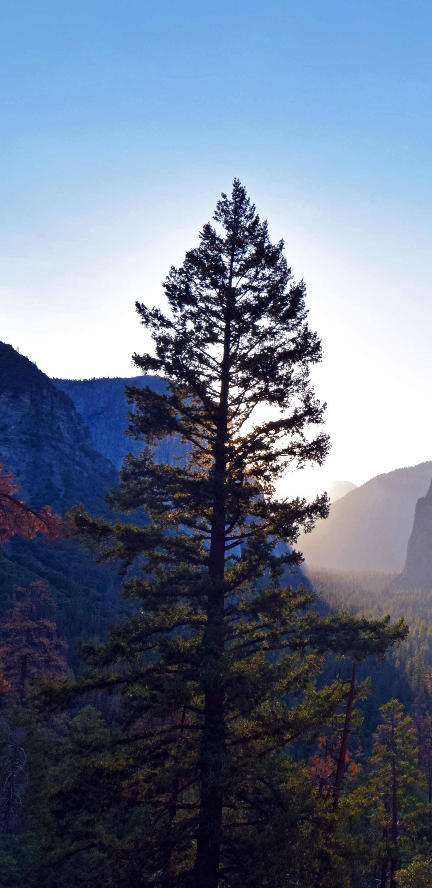 Pinos Verdes Cerca de la Montaña Durante el Día. Wallpaper in 1440x2960 Resolution