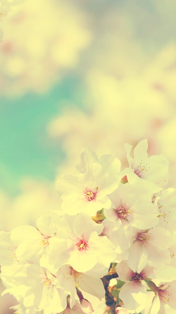 Fleur Jaune Sous Ciel Bleu Pendant la Journée. Wallpaper in 720x1280 Resolution