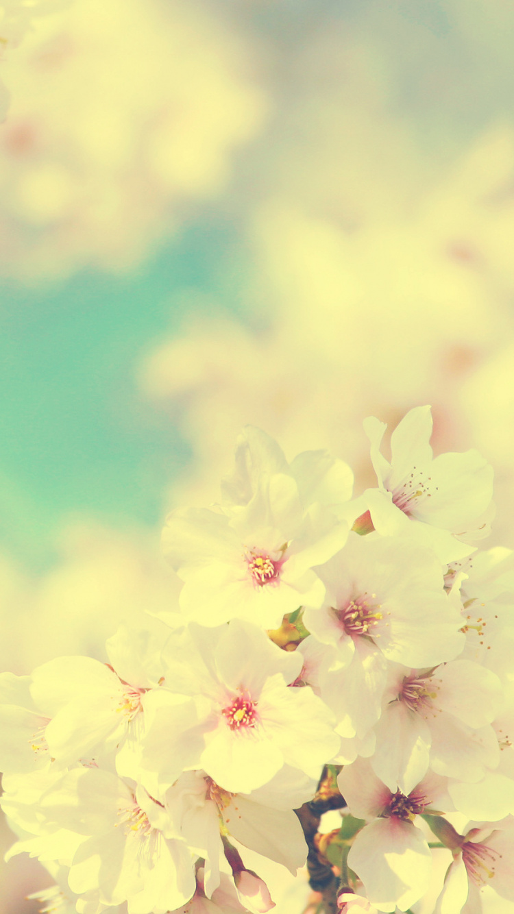 Yellow Flower Under Blue Sky During Daytime. Wallpaper in 750x1334 Resolution