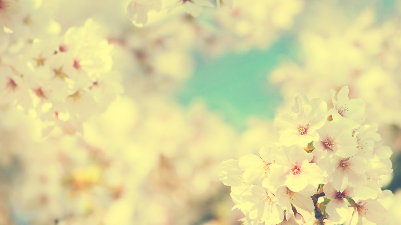 樱花, 弹簧, 开花, 粉红色, 阳光 壁纸 1280x720 允许