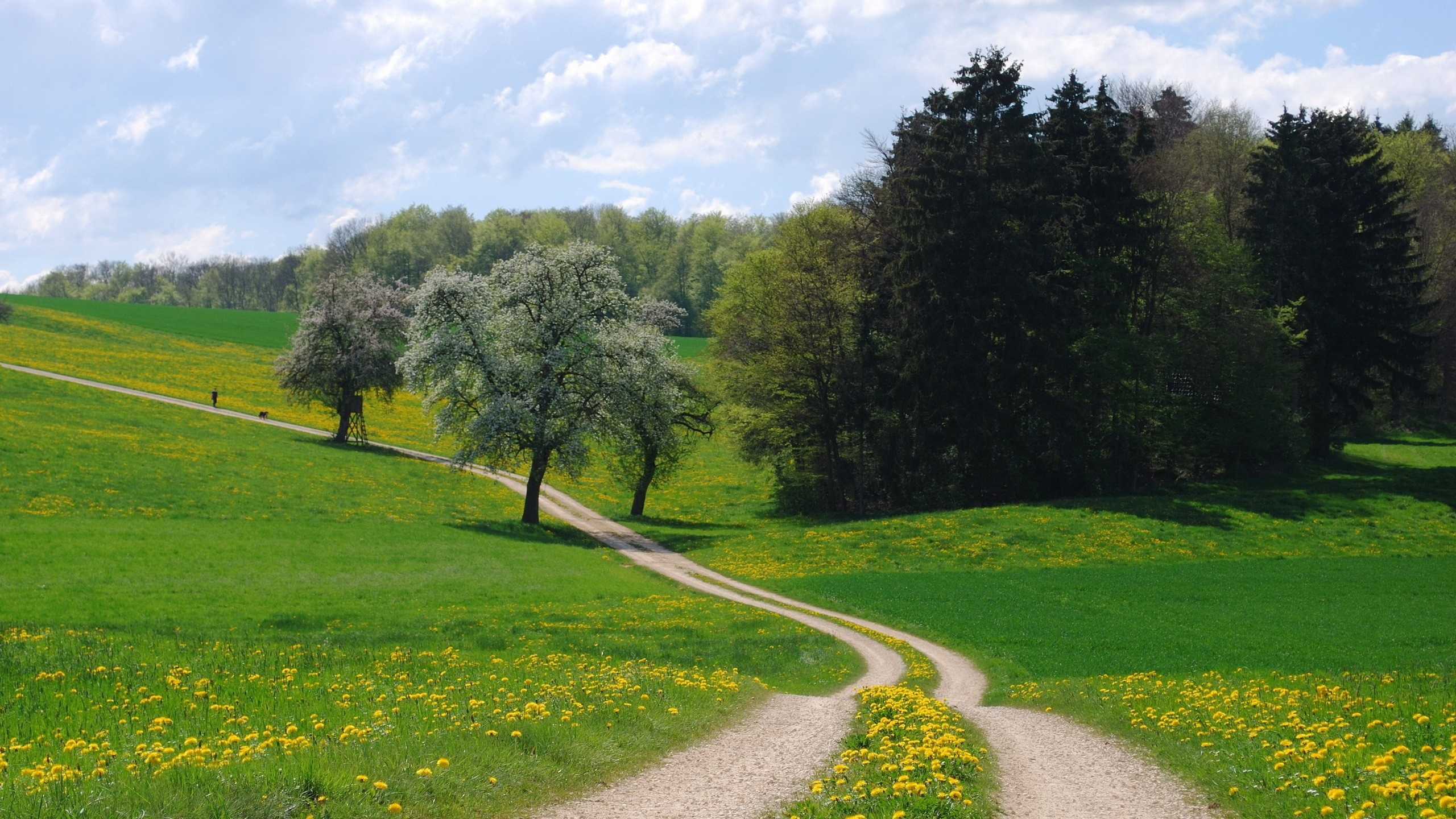 Green Grass Field and Trees Under Blue Sky During Daytime. Wallpaper in 2560x1440 Resolution