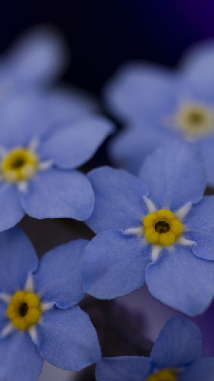 Fleur Jaune et Blanche Sur Fond Noir. Wallpaper in 720x1280 Resolution