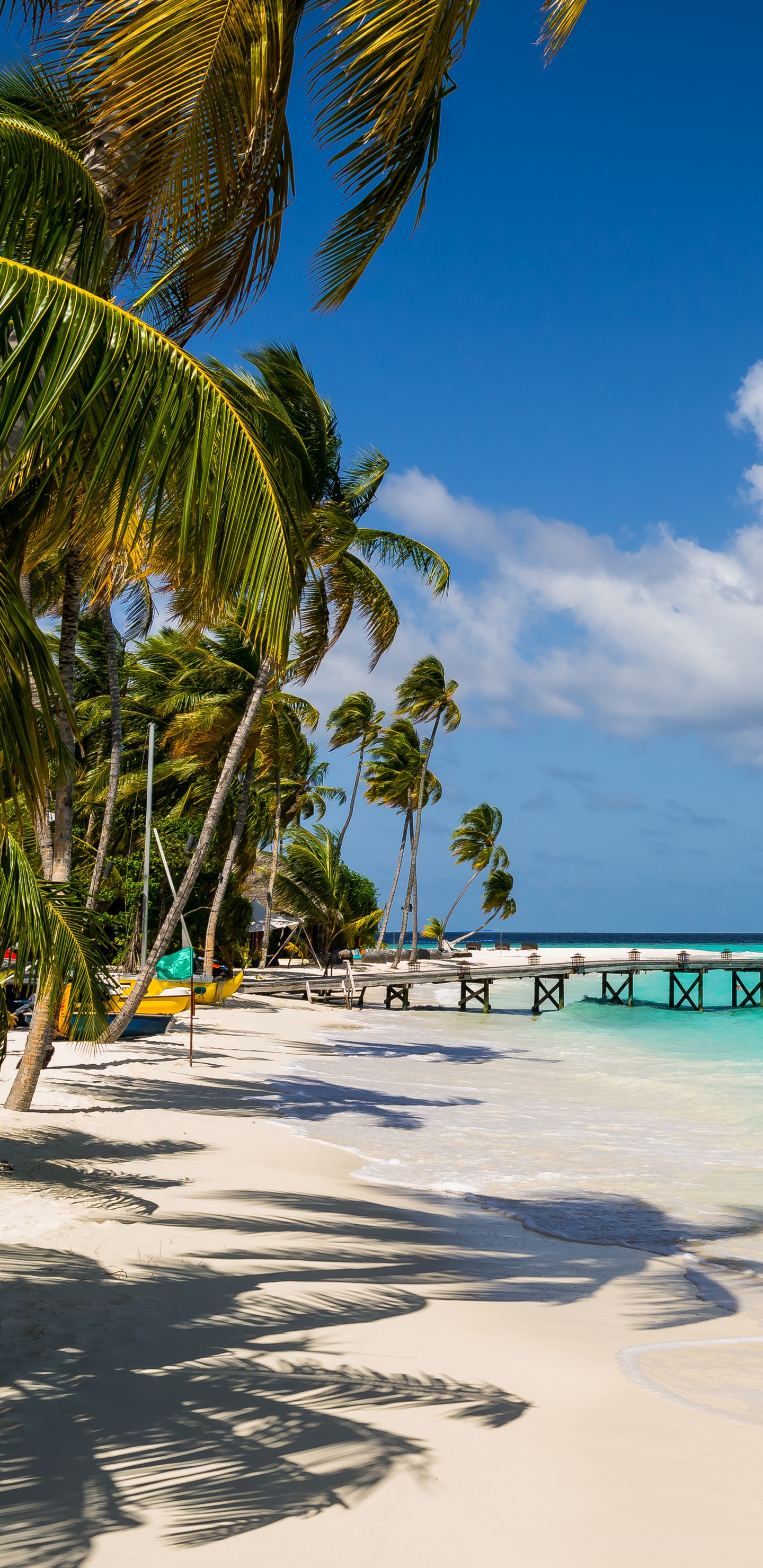 Palmen am Strandufer Tagsüber. Wallpaper in 1440x2960 Resolution