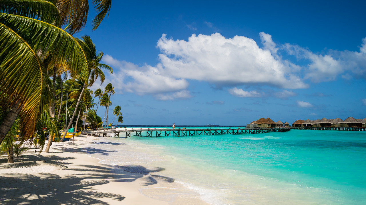 Palm Trees on Beach Shore During Daytime. Wallpaper in 1280x720 Resolution