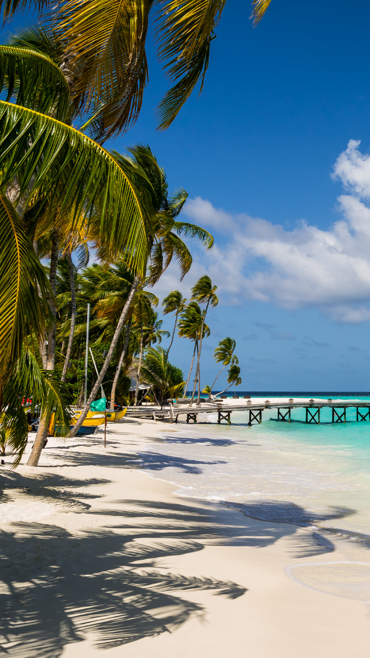 Palm Trees on Beach Shore During Daytime. Wallpaper in 750x1334 Resolution