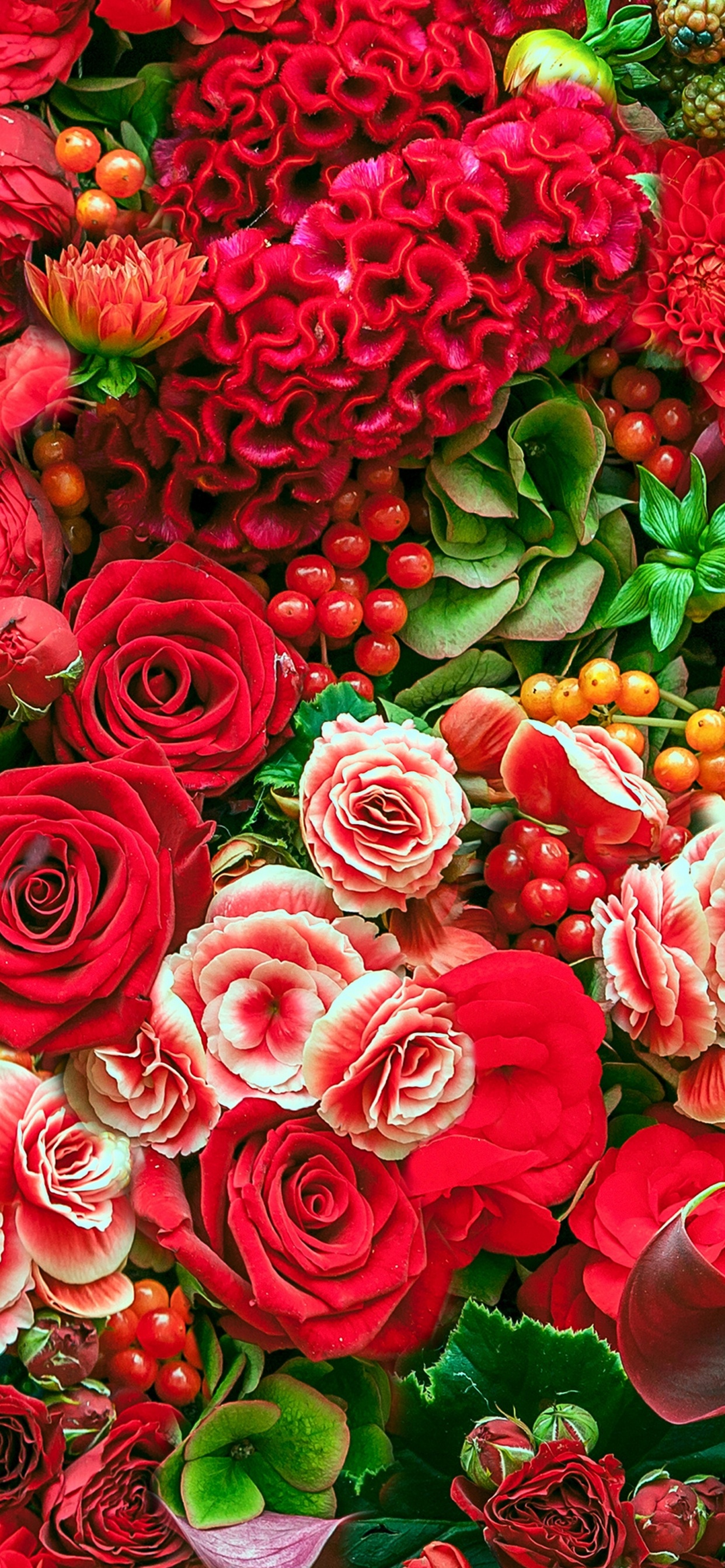 Roses Rouges Avec Des Feuilles Vertes. Wallpaper in 1242x2688 Resolution