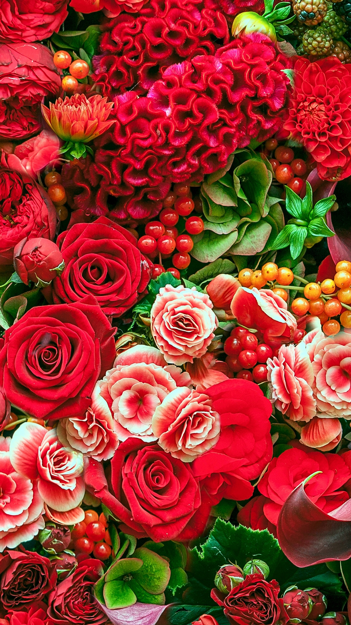 Roses Rouges Avec Des Feuilles Vertes. Wallpaper in 1440x2560 Resolution