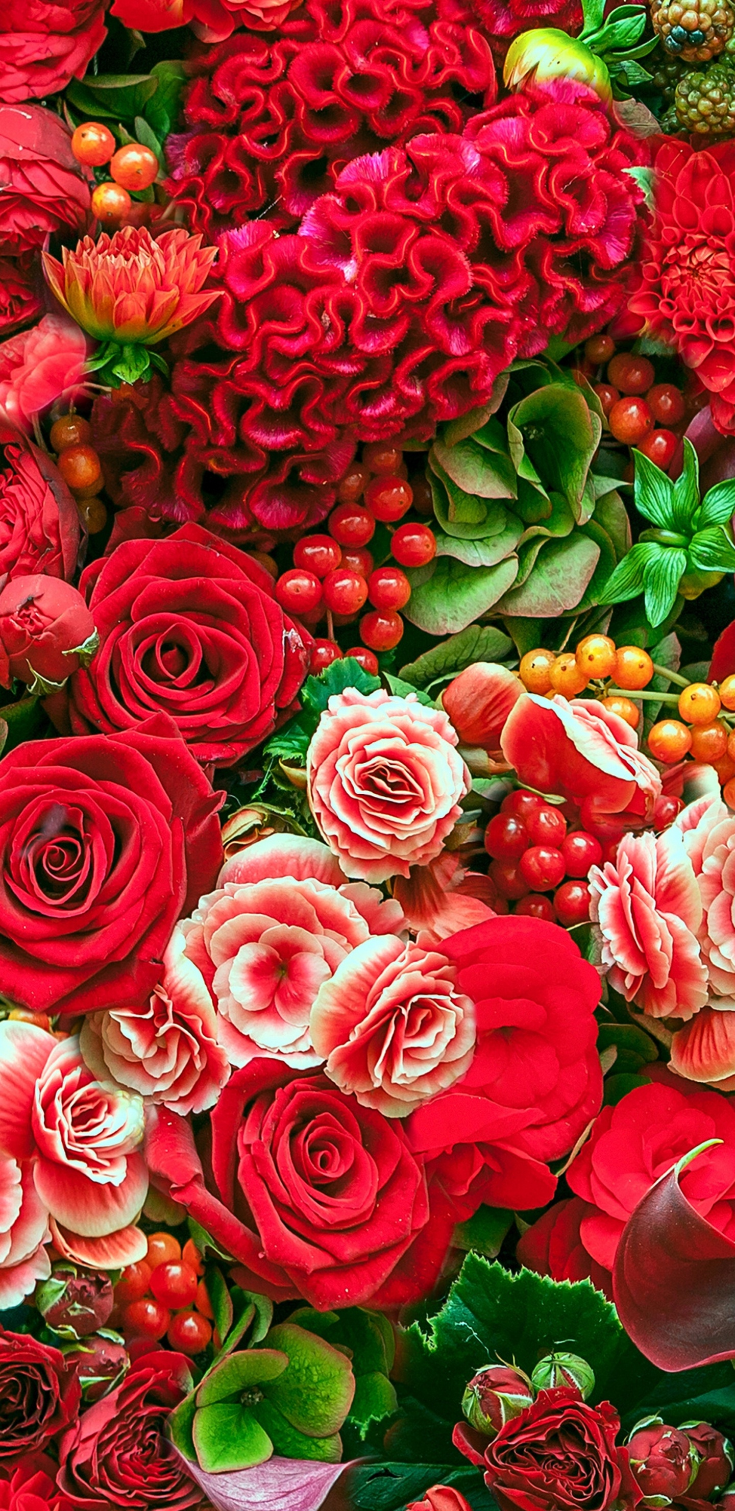 Roses Rouges Avec Des Feuilles Vertes. Wallpaper in 1440x2960 Resolution