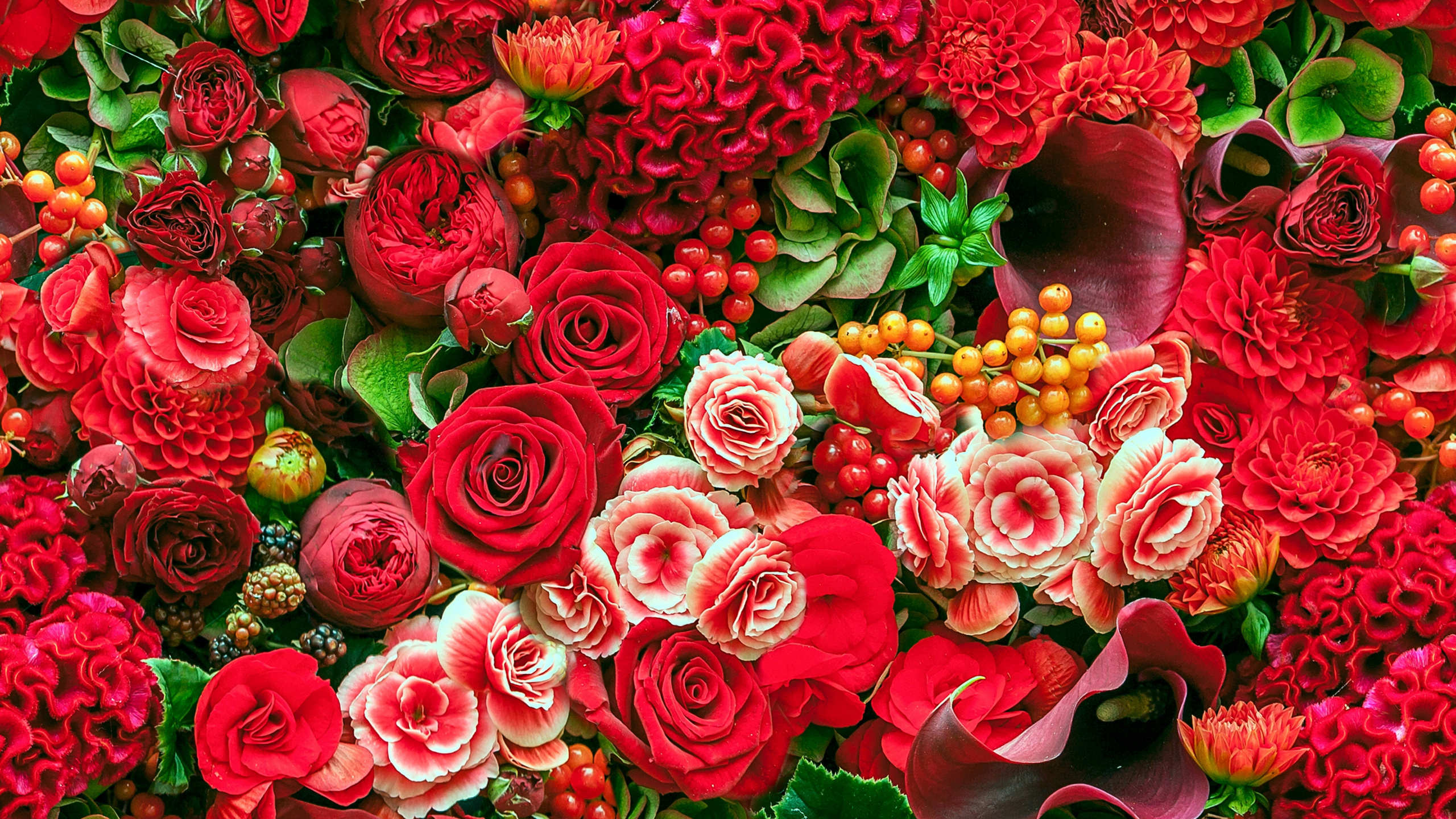 Roses Rouges Avec Des Feuilles Vertes. Wallpaper in 2560x1440 Resolution
