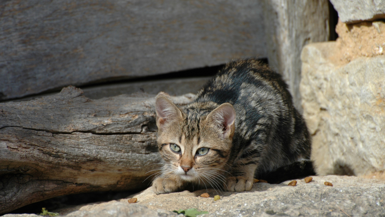 Brown Tabby Cat on Brown Rock. Wallpaper in 1280x720 Resolution