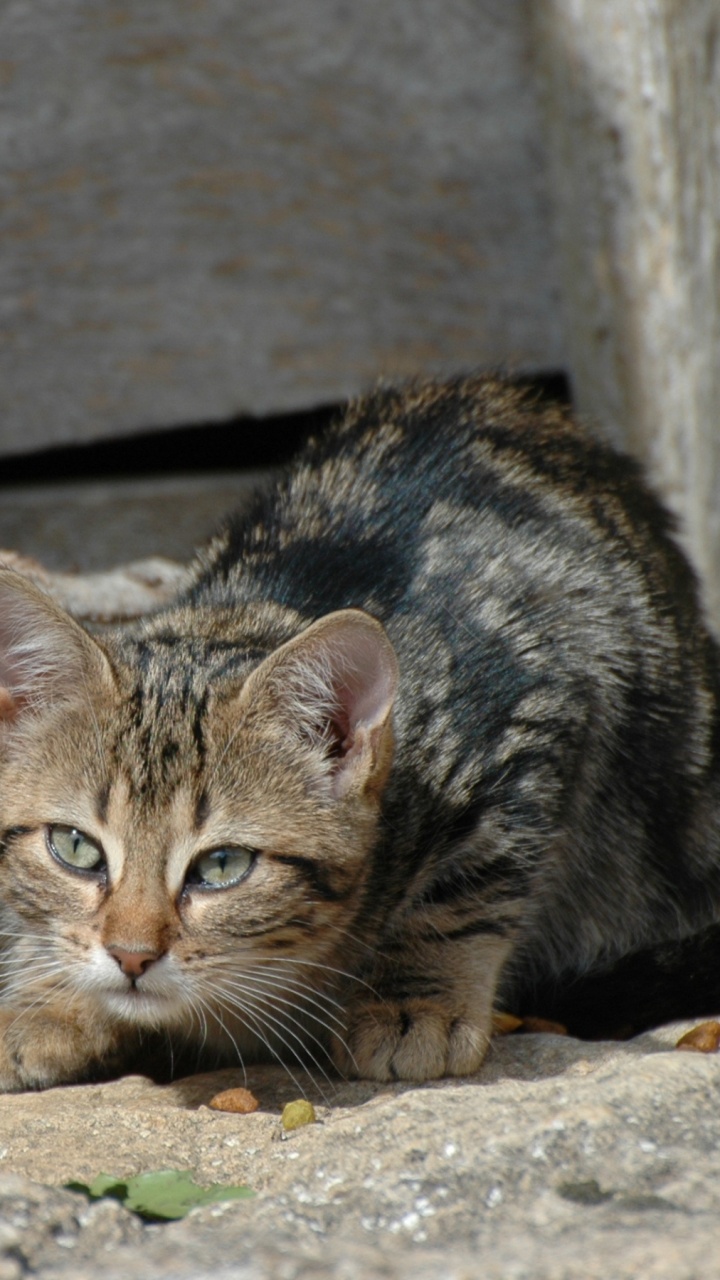 Brown Tabby Cat on Brown Rock. Wallpaper in 720x1280 Resolution