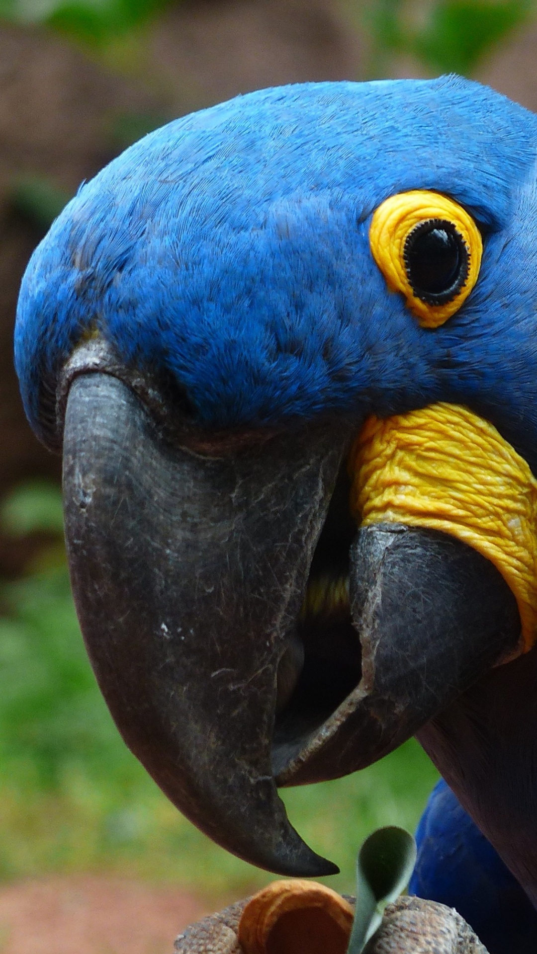 Guacamayo Azul y Amarillo en Rama de Madera Marrón. Wallpaper in 1080x1920 Resolution
