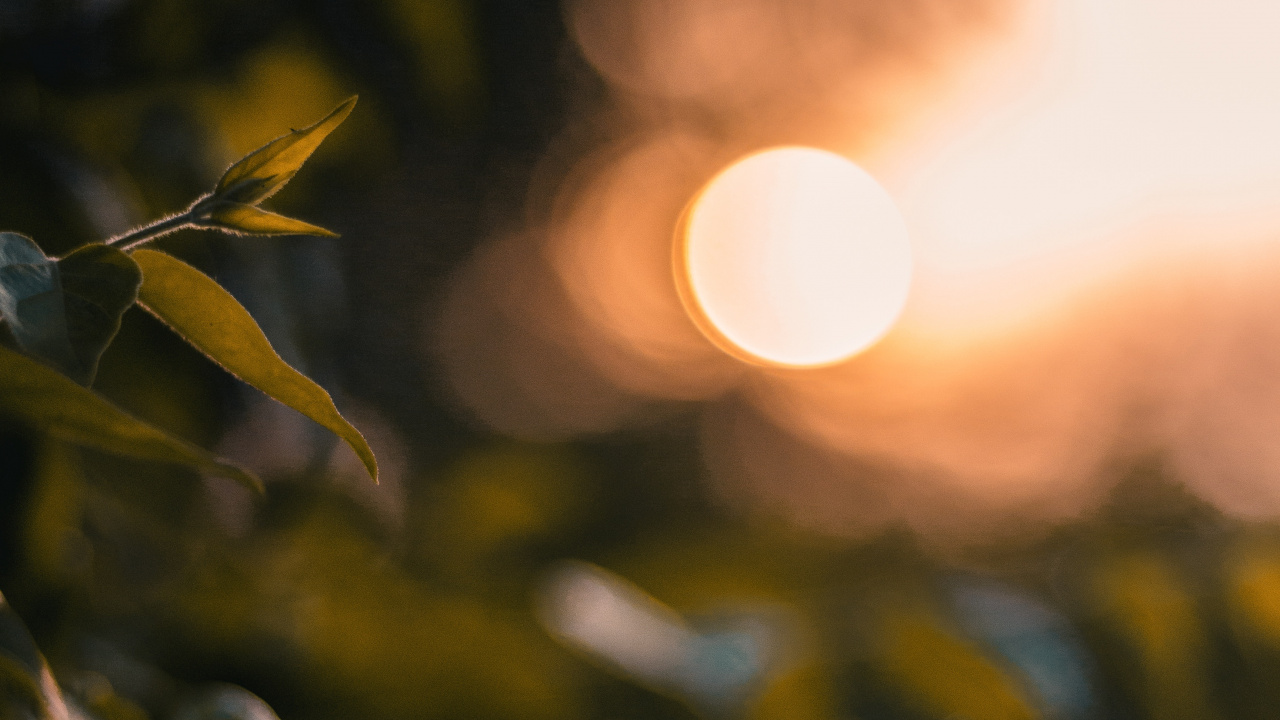 Luz, la Luz Del Sol, Amarillo, Sucursal, Mañana. Wallpaper in 1280x720 Resolution