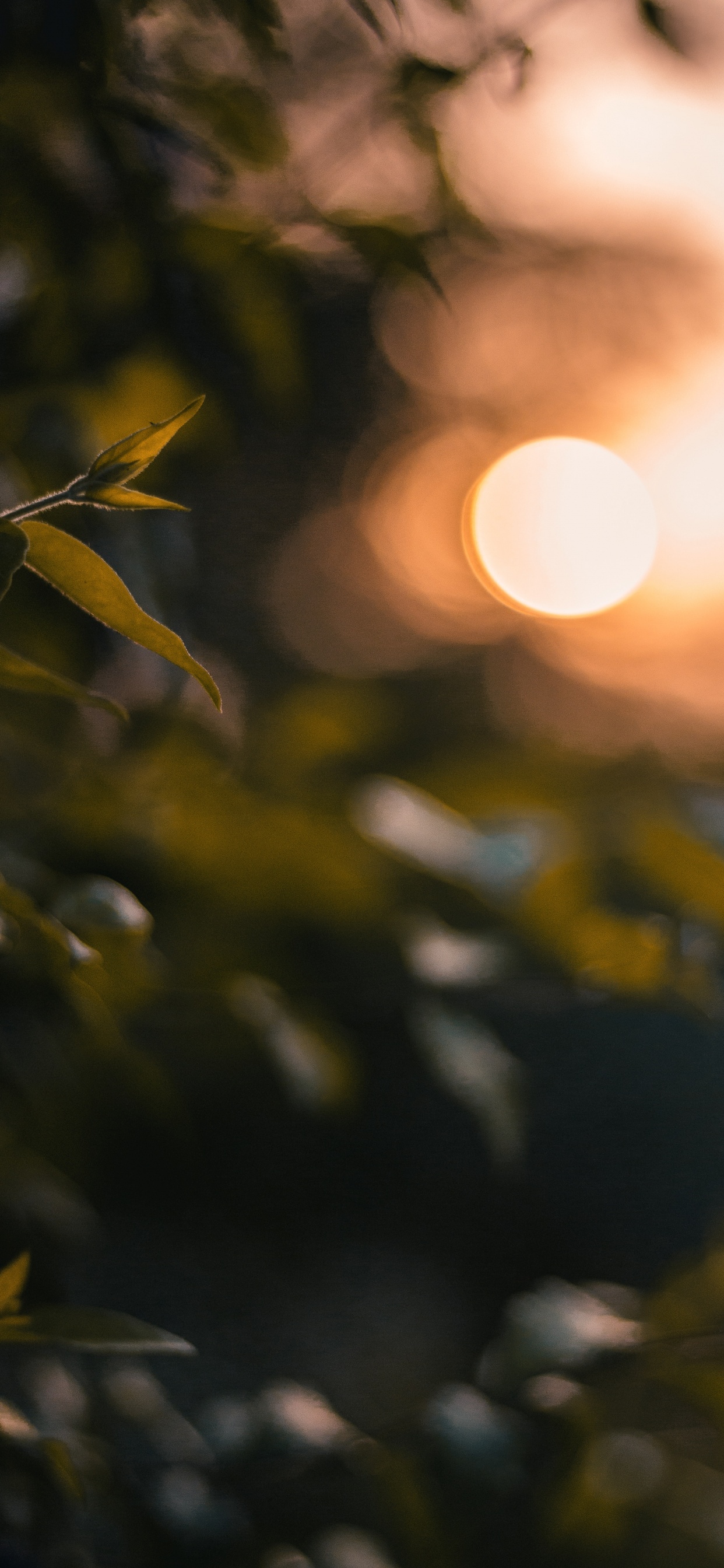 Licht, Blatt, Sonnenlicht, Baum, Gelb. Wallpaper in 1242x2688 Resolution