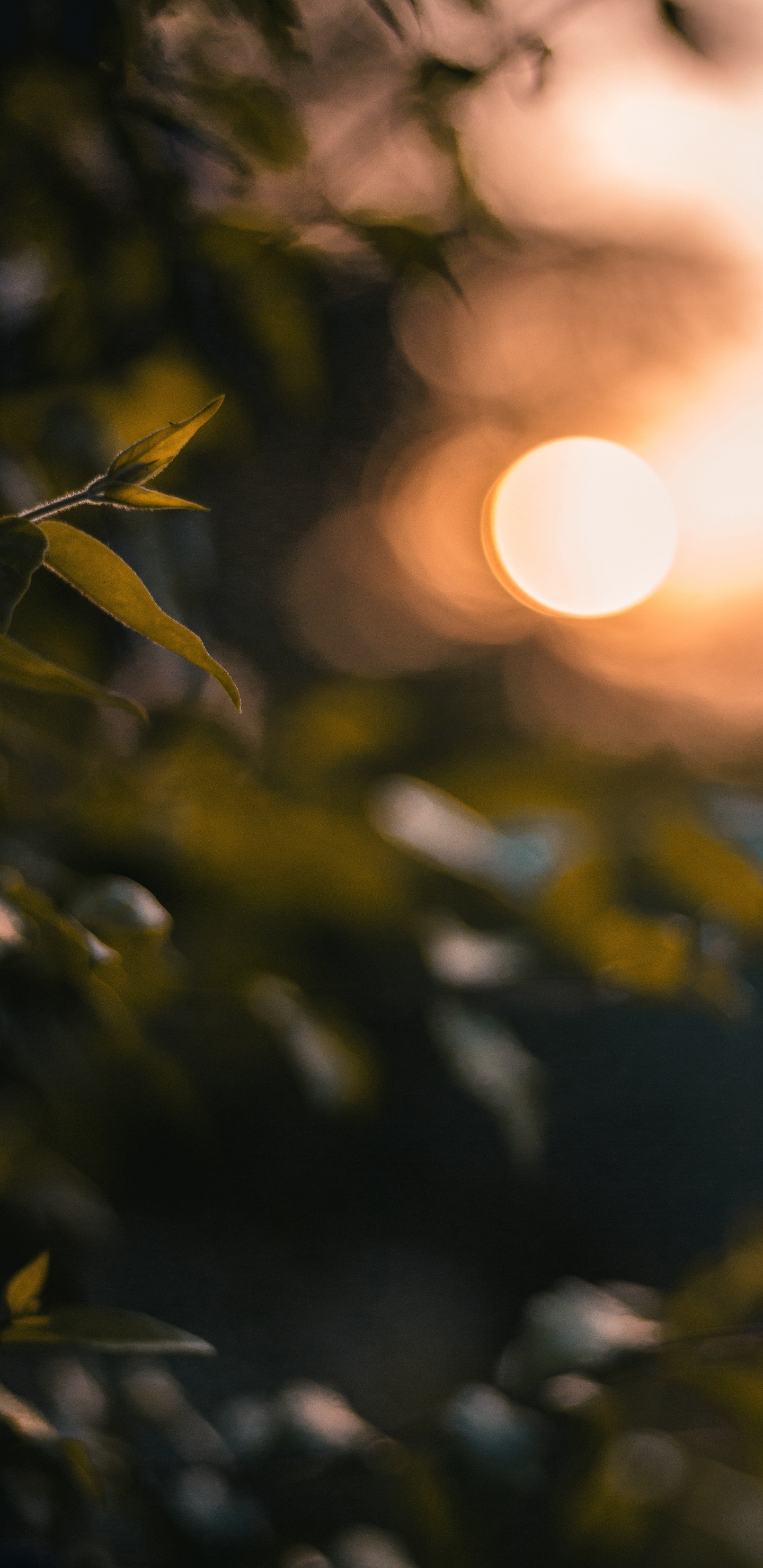 Licht, Blatt, Sonnenlicht, Baum, Gelb. Wallpaper in 1440x2960 Resolution