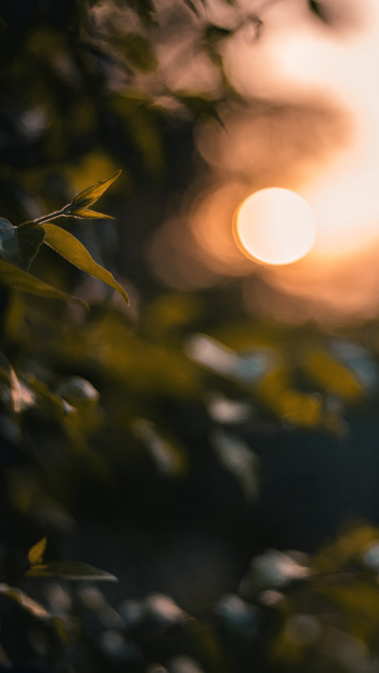Light, Leaf, Sunlight, Tree, Yellow. Wallpaper in 1440x2560 Resolution