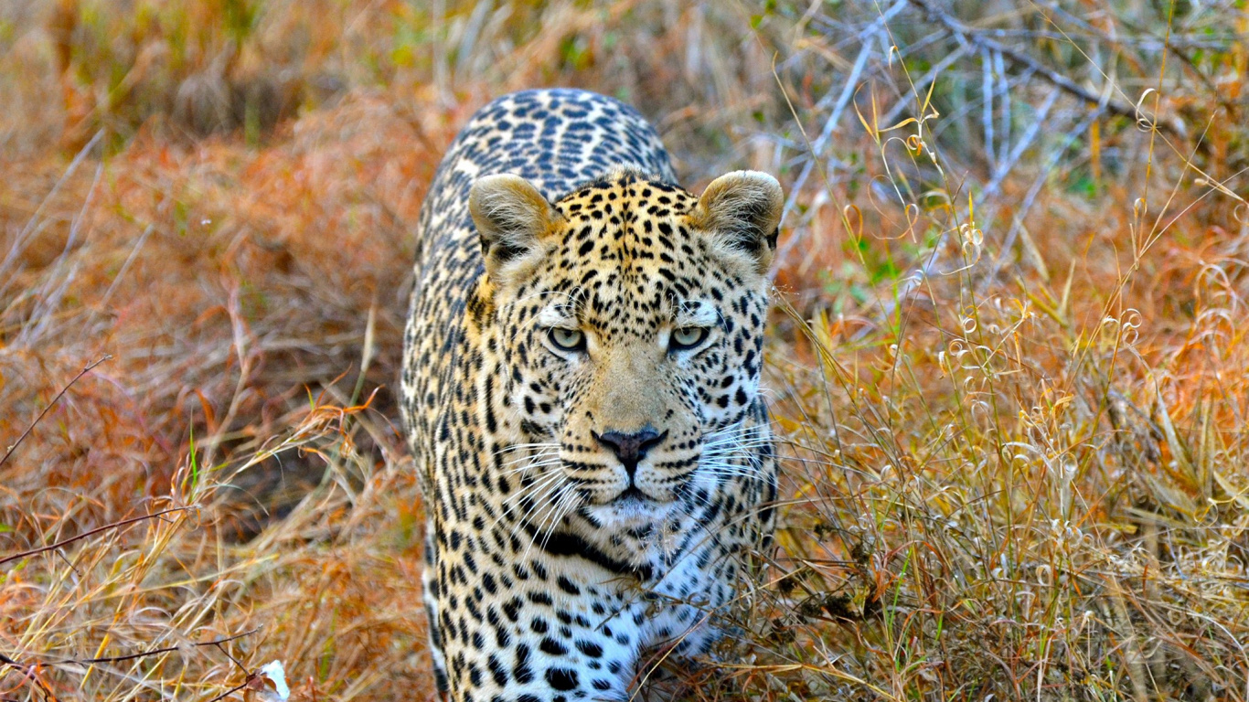 Leopard on Brown Grass Field During Daytime. Wallpaper in 1366x768 Resolution