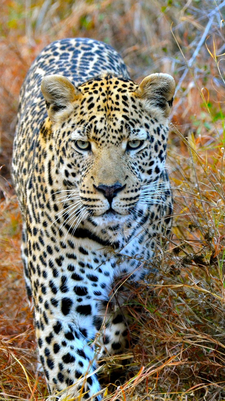 Leopard on Brown Grass Field During Daytime. Wallpaper in 750x1334 Resolution