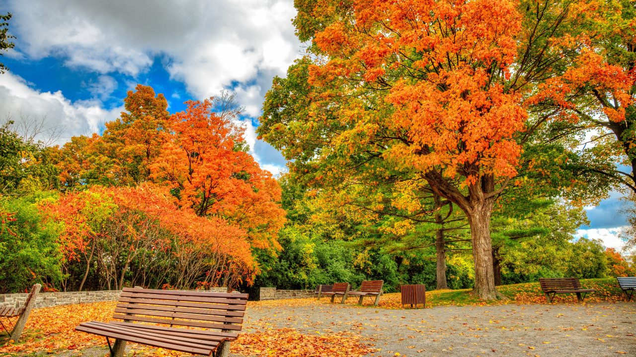 Brown Wooden Bench Near Brown and Green Trees Under Blue Sky and White Clouds During Daytime. Wallpaper in 1280x720 Resolution