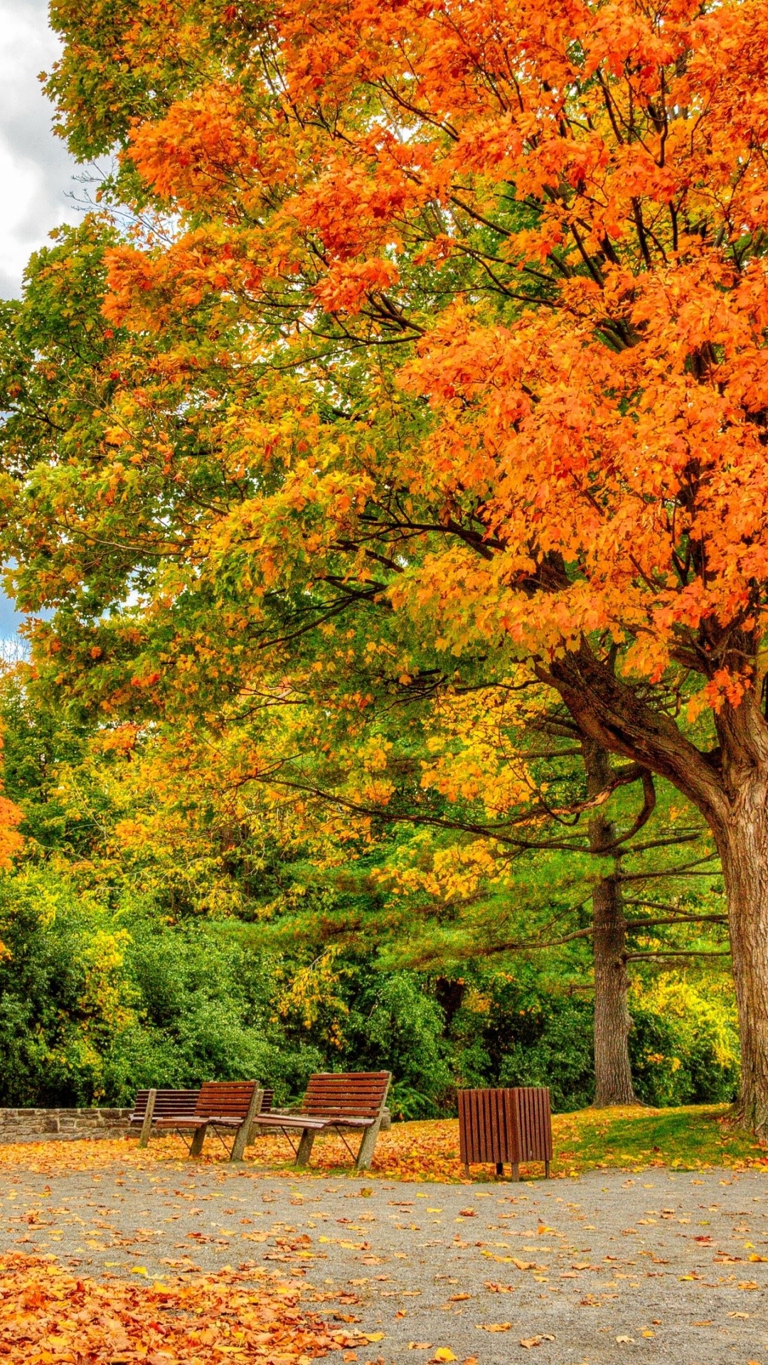性质, 夏天, 枫树, 弹簧, 秋天的叶的颜色 壁纸 1080x1920 允许
