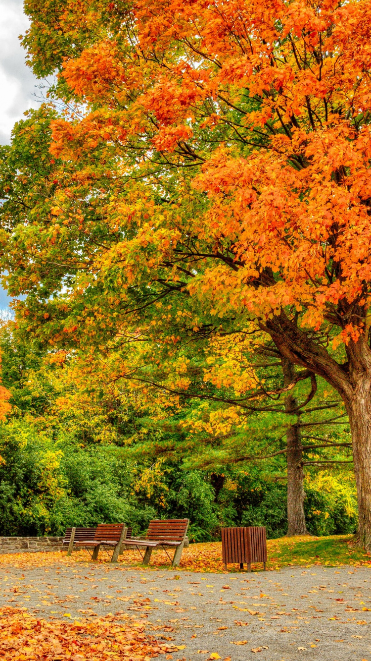 性质, 夏天, 枫树, 弹簧, 秋天的叶的颜色 壁纸 750x1334 允许