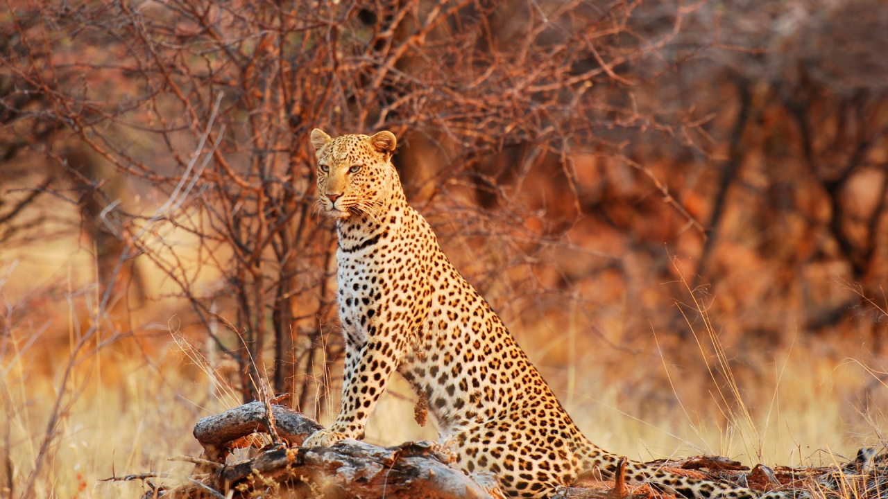 Leopard on Brown Rock During Daytime. Wallpaper in 1280x720 Resolution