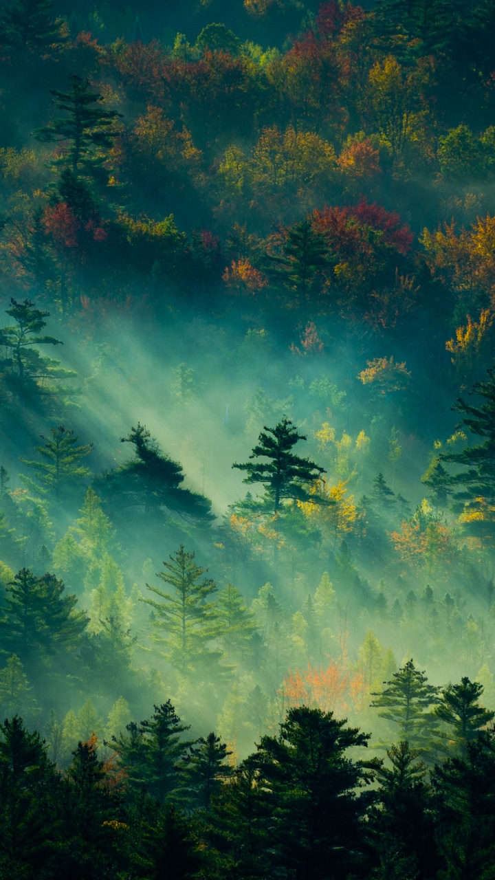 Arbres Verts et Bruns Sous Ciel Bleu. Wallpaper in 720x1280 Resolution