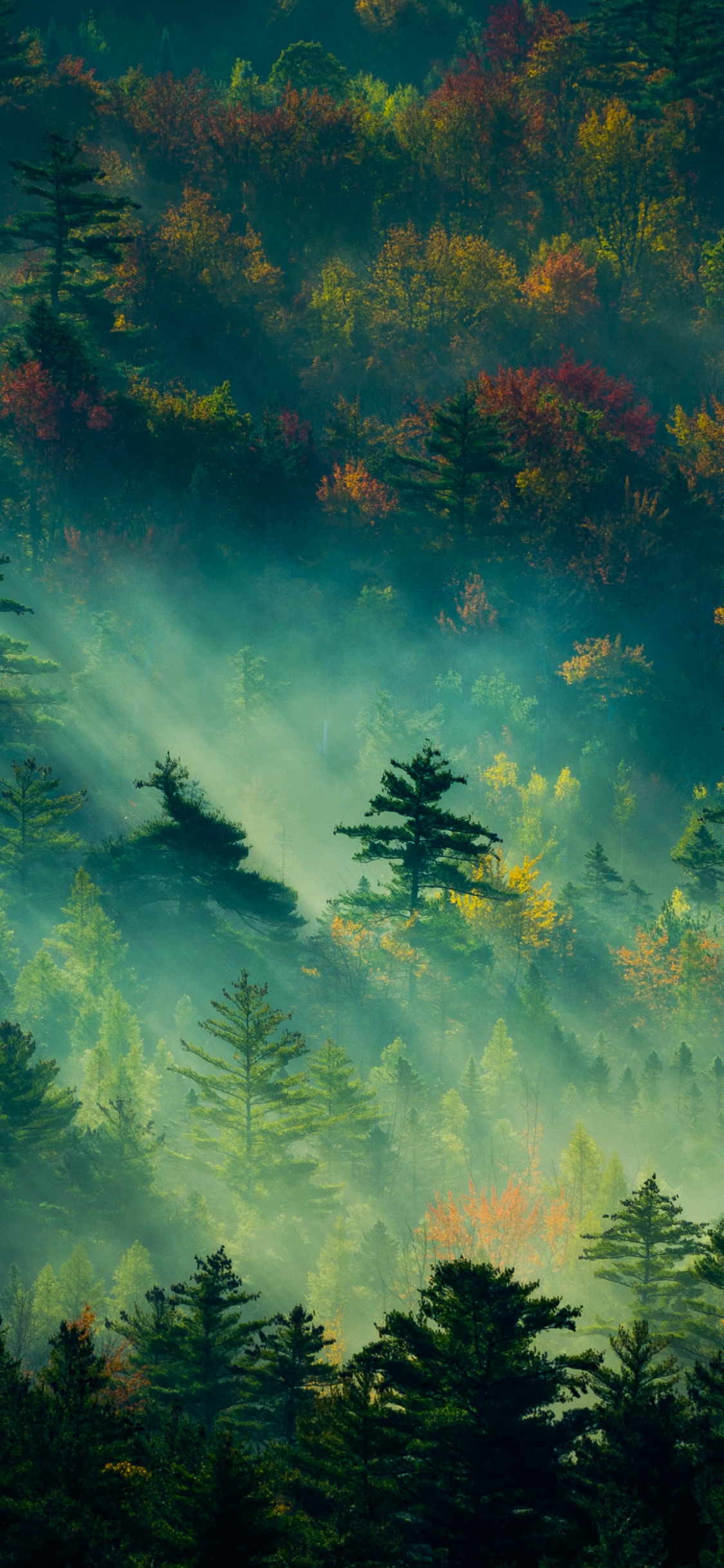 Green and Brown Trees Under Blue Sky. Wallpaper in 1125x2436 Resolution