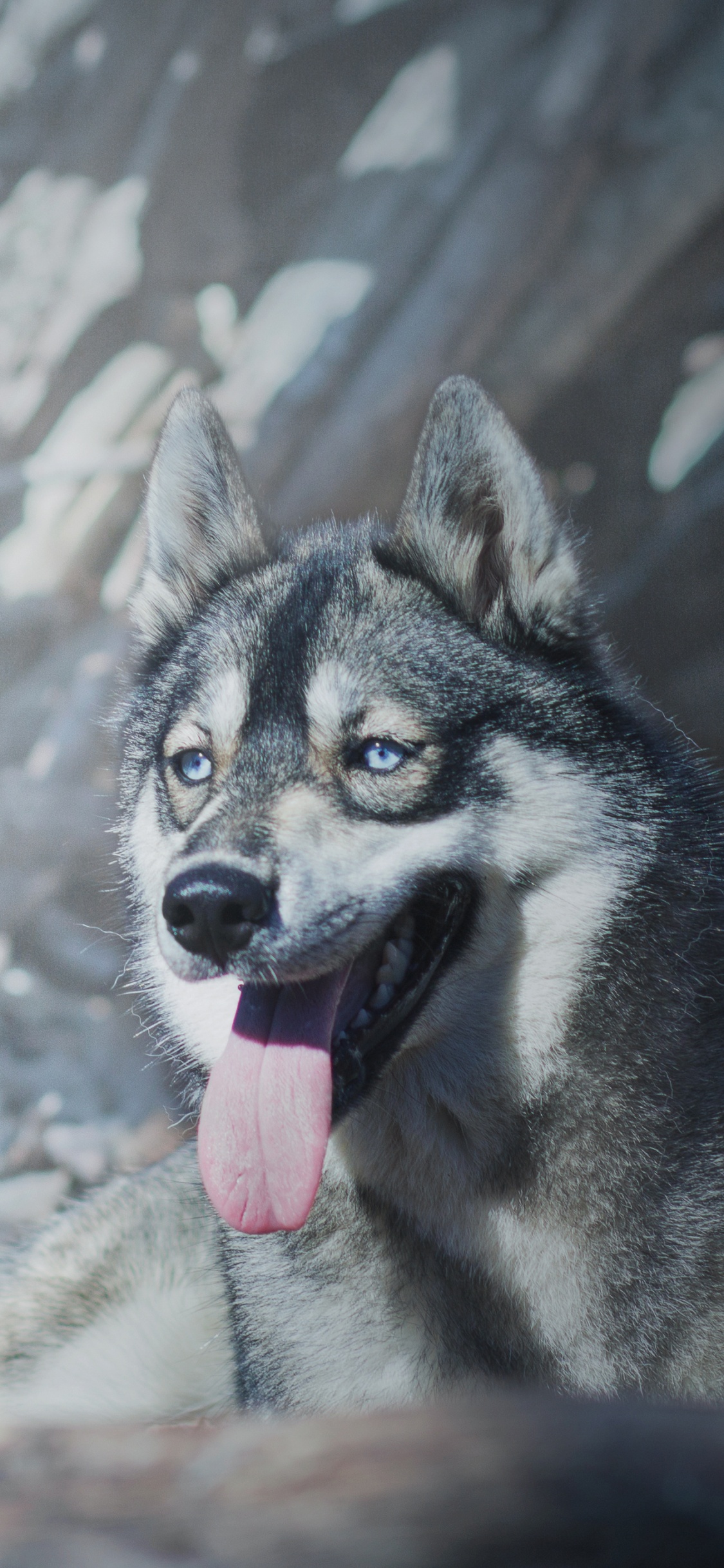 White and Black Siberian Husky on Snow Covered Ground. Wallpaper in 1125x2436 Resolution