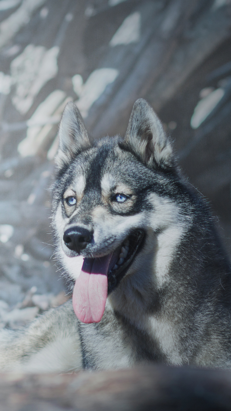 White and Black Siberian Husky on Snow Covered Ground. Wallpaper in 750x1334 Resolution