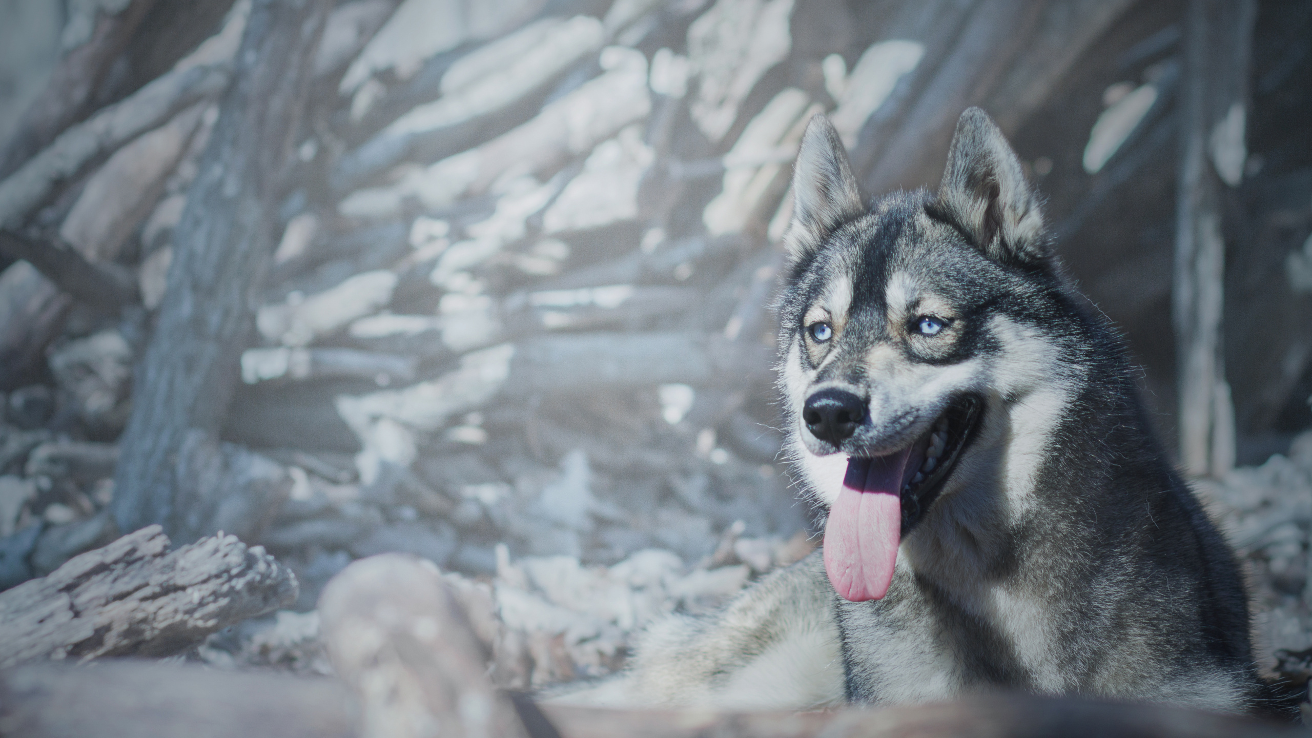 Weißer Und Schwarzer Siberian Husky Auf Schneebedecktem Boden. Wallpaper in 2560x1440 Resolution