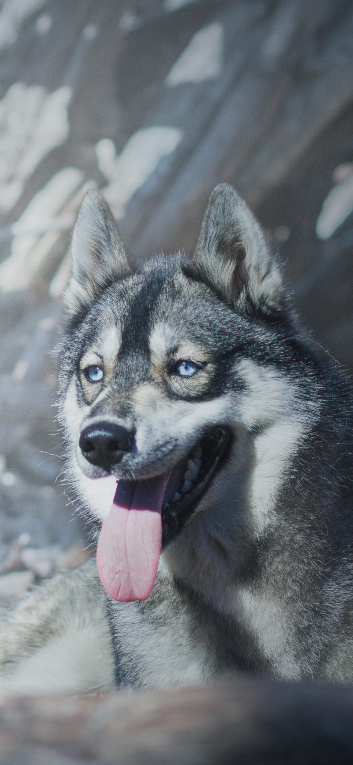 品种的狗, 冬天, 狗喜欢哺乳动物, 哈士奇, 阿拉斯加雪橇犬 壁纸 1125x2436 允许