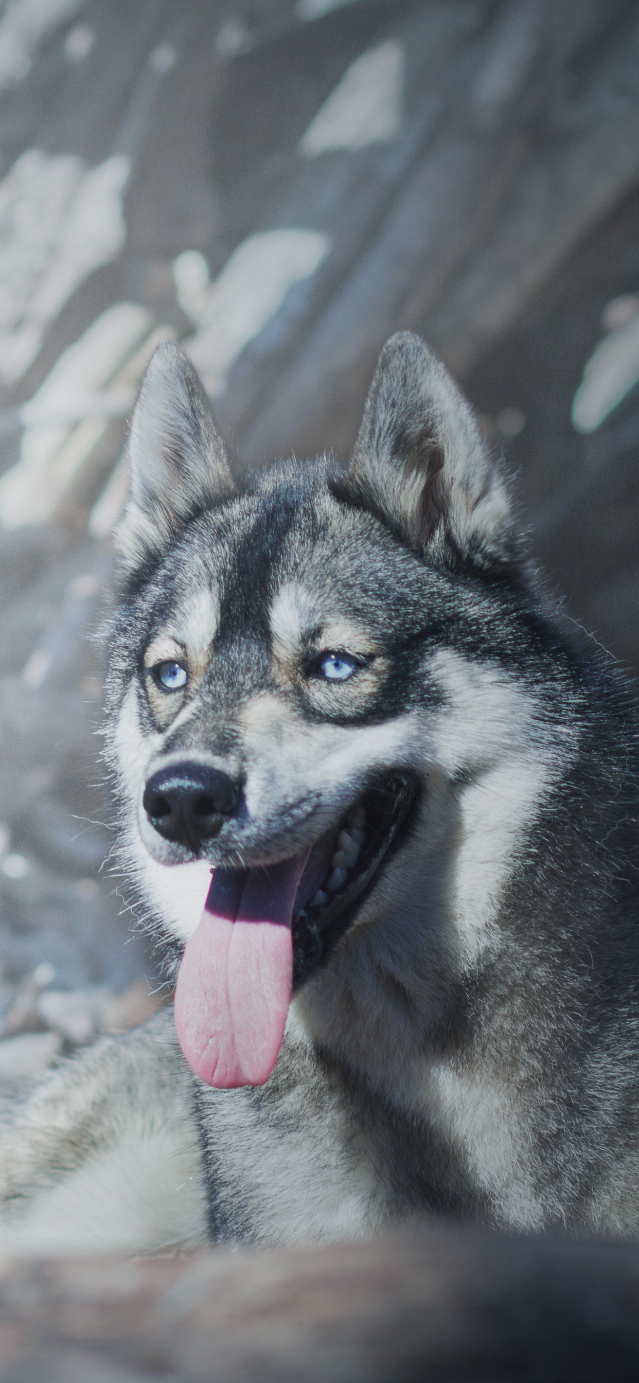 品种的狗, 冬天, 狗喜欢哺乳动物, 哈士奇, 阿拉斯加雪橇犬 壁纸 1242x2688 允许