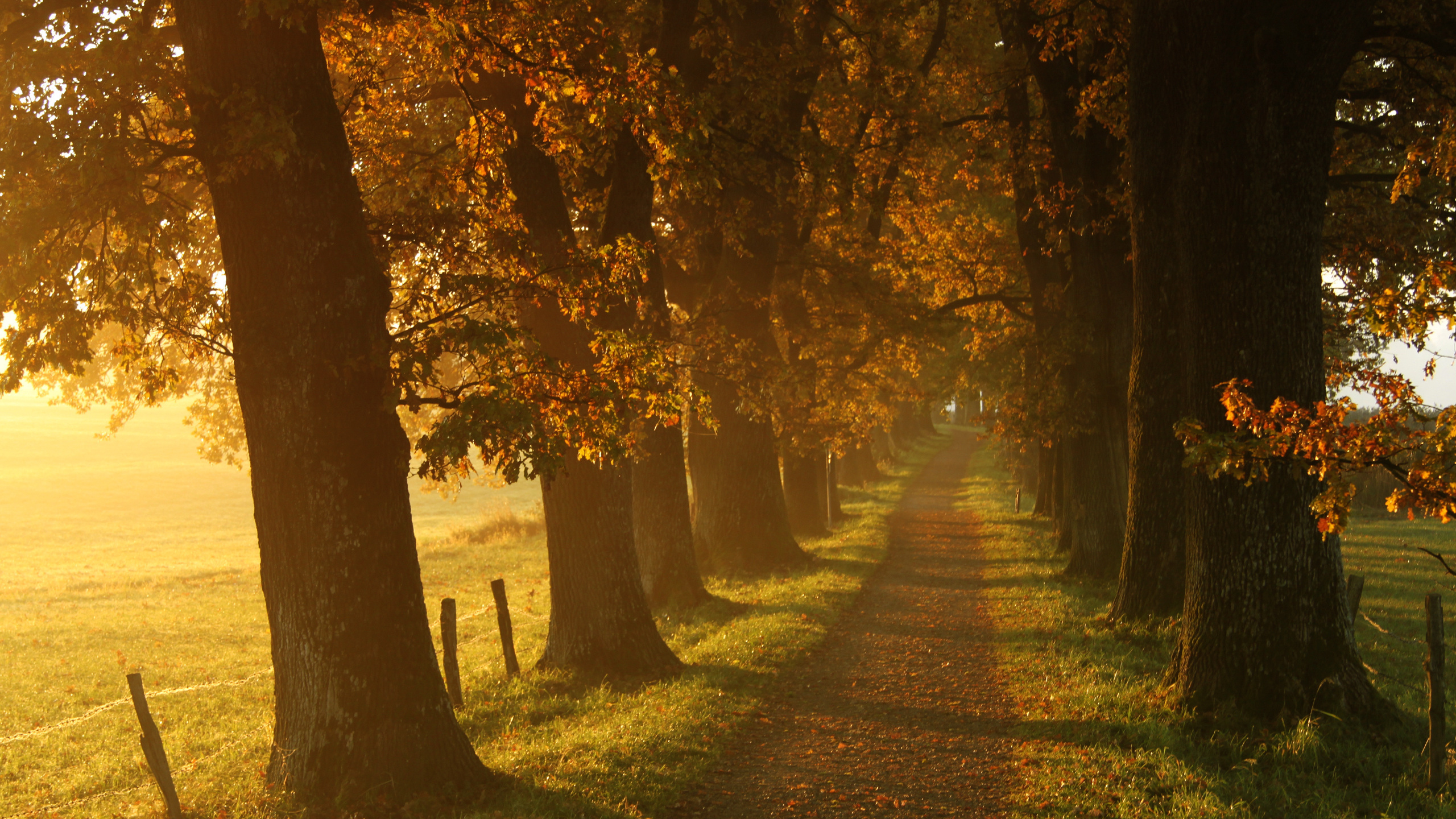 Route, Nature, Feuille, Country, Grove. Wallpaper in 2560x1440 Resolution