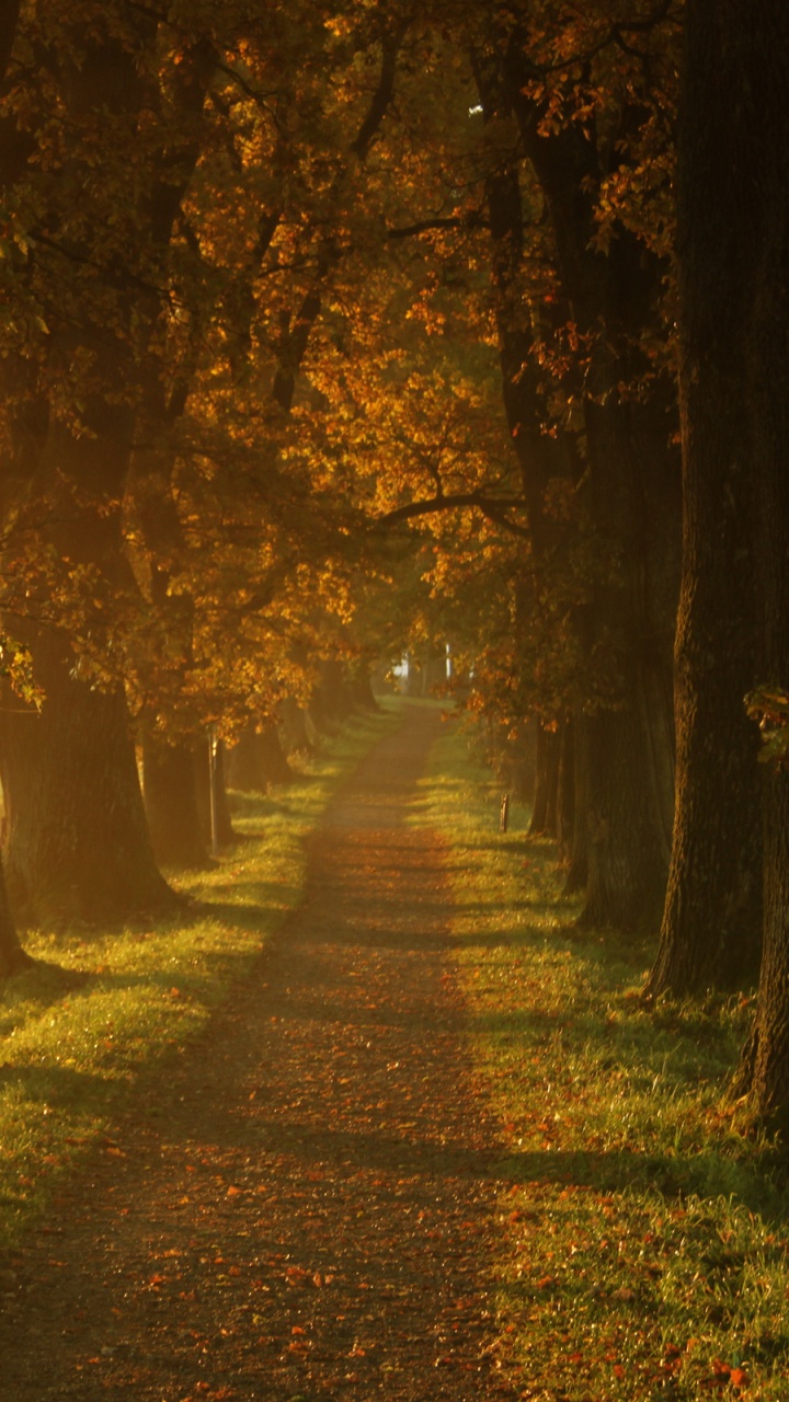 Road, Herbst, Baum, Natur, Blatt. Wallpaper in 720x1280 Resolution