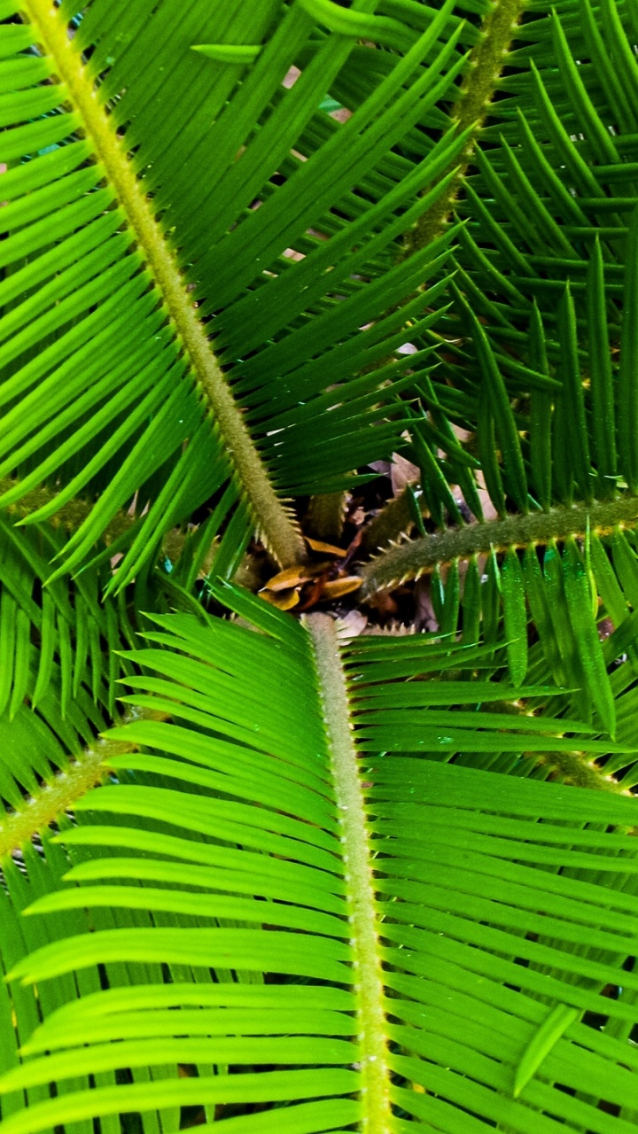 Araña Marrón y Negra Sobre Hoja Verde. Wallpaper in 720x1280 Resolution