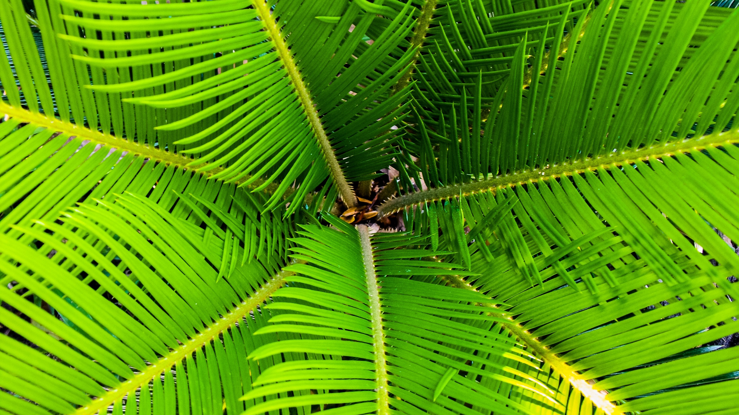 Brown and Black Spider on Green Leaf. Wallpaper in 2560x1440 Resolution